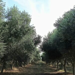 Olive Groves